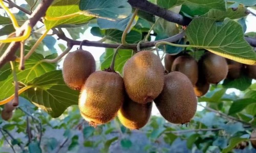 哺乳期可以吃维生素b6妈妈网—知名的维生素b6对哺乳有影响吗网站,分享维生素b6对哺乳有影响吗知识